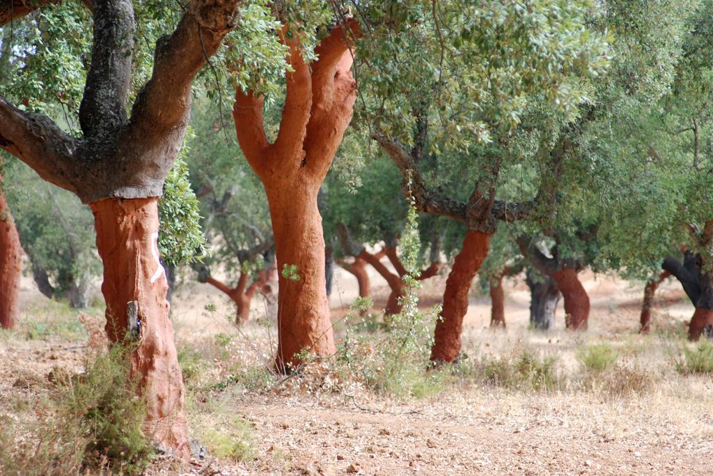 Bubulcus And Bolotas - Off Grid Nature Holiday Home Vimieiro  Exterior foto